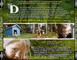 A PAS DE LOUP (2011)